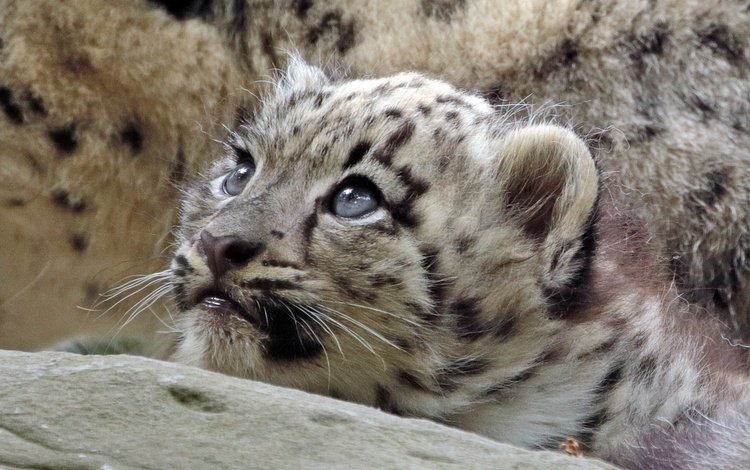 взгляд, хищник, снежный барс, дикая кошка, детеныш, look, predator, snow leopard, wild cat, cub