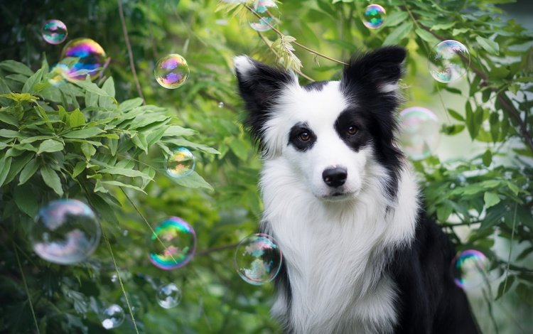 растения, взгляд, пузыри, собака, друг, мыльные пузыри, бордер-колли, wapi, erell.b, plants, look, bubbles, dog, each, the border collie