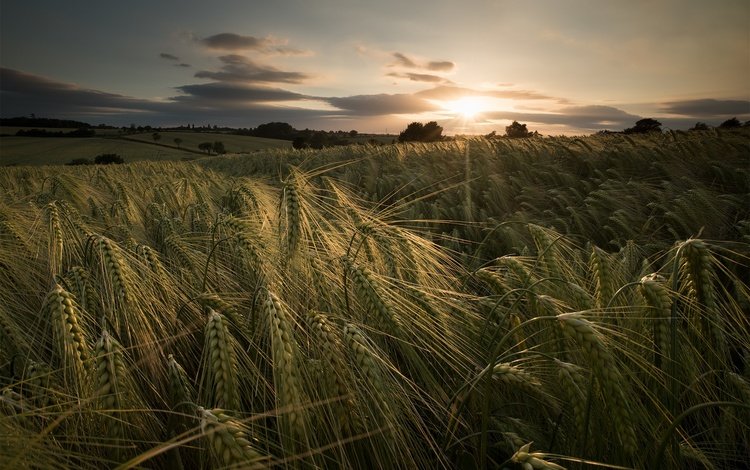 закат, лето, колосья, пшеница, sunset, summer, ears, wheat
