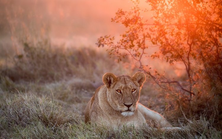 морда, закат, взгляд, большая кошка, лев, львица, face, sunset, look, big cat, leo, lioness