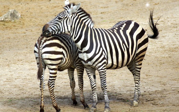 зебра, животные, африка, зебры, zebra, animals, africa