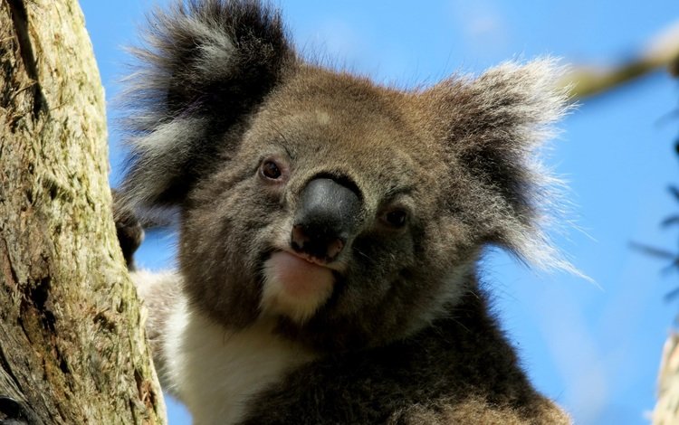 мордочка, взгляд, животное, коала, muzzle, look, animal, koala