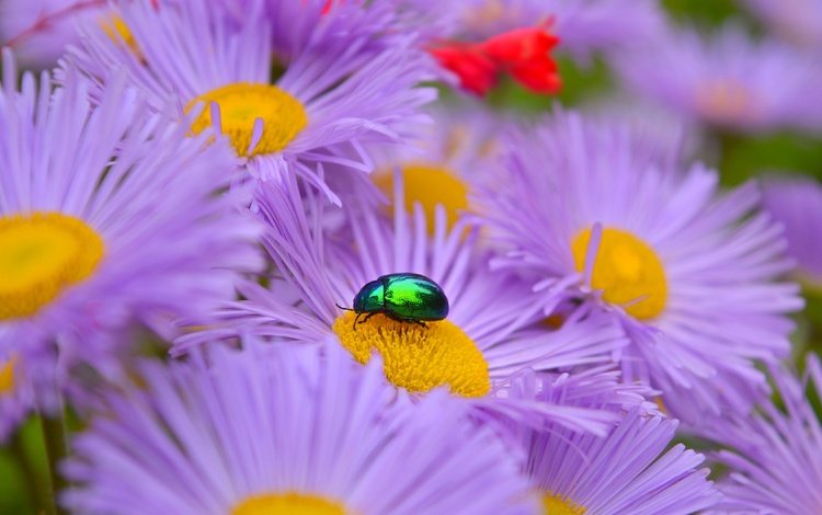 цветы, жук, макро, насекомое, лепестки, астры, сиреневые цветы, flowers, beetle, macro, insect, petals, asters, purple flowers