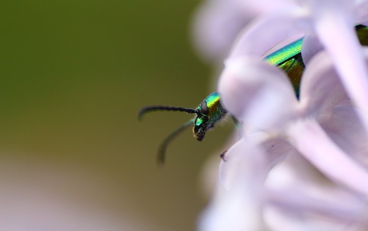 жук, насекомое, фон, усики, сирень, beetle, insect, background, antennae, lilac