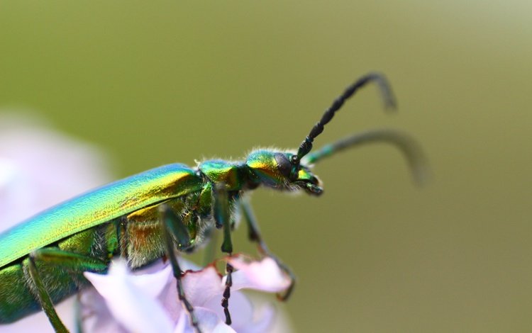 жук, насекомое, фон, усики, beetle, insect, background, antennae