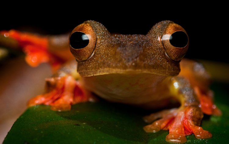глаза, взгляд, лист, лягушка, крупный план, лапки, амфибия, земноводные, eyes, look, sheet, frog, close-up, legs, amphibian, amphibians