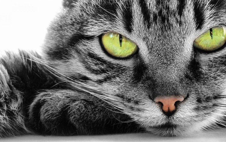 кот, мордочка, усы, кошка, взгляд, зеленые глаза, cat, muzzle, mustache, look, green eyes
