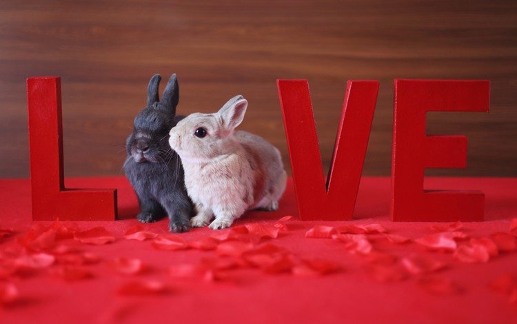 животные, лепестки, маленький, любовь, кролик, кролики, зайчик, love live, animals, petals, small, love, rabbit, rabbits, bunny