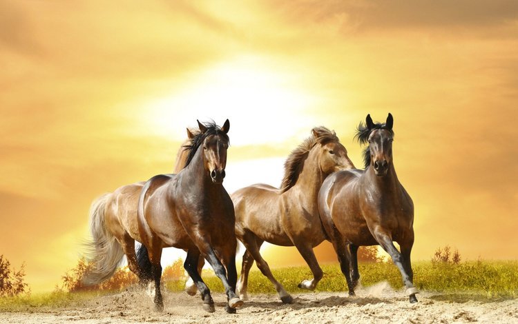 лошадь, песок, лошади, пыль, грива, бег, хвост, скакун, рысак, horse, sand, dust, mane, running, tail, trotter