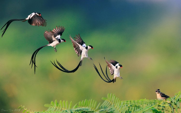 полет, птицы, клюв, перья, хвост, приземление, pin-tailed whydah, доминиканская вдовушка, flight, birds, beak, feathers, tail, landing, dominican widow