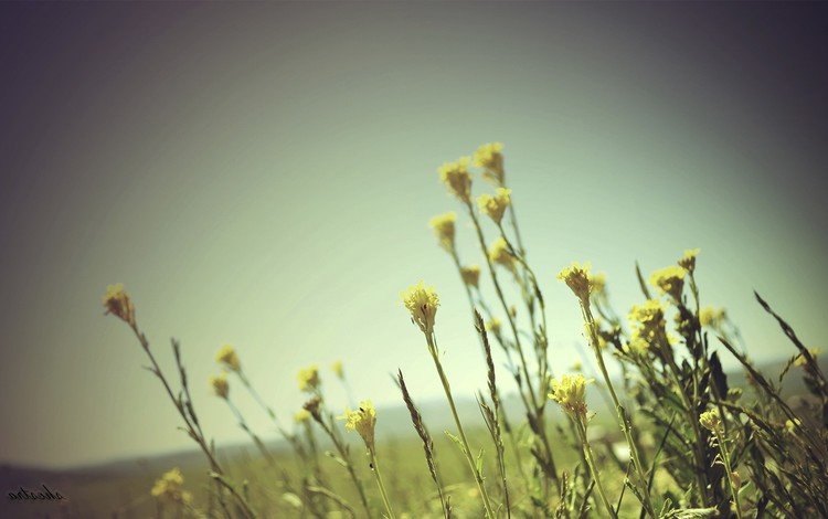 небо, цветы, трава, природа, закат, поле, полевые цветы, the sky, flowers, grass, nature, sunset, field, wildflowers