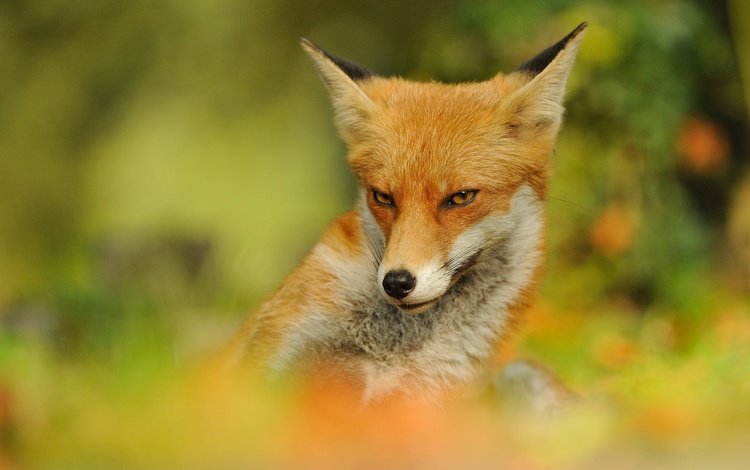 природа, фон, мордочка, взгляд, рыжая, лиса, размытость, лисица, nature, background, muzzle, look, red, fox, blur
