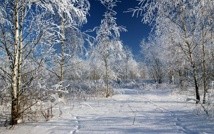 деревья, снег, зима, мороз, россия, следы, trees, snow, winter, frost, russia, traces