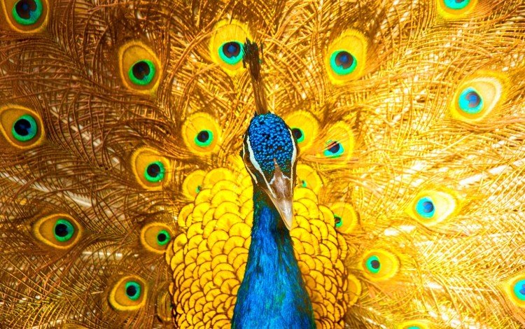 птица, клюв, павлин, перья, хвост, bird, beak, peacock, feathers, tail
