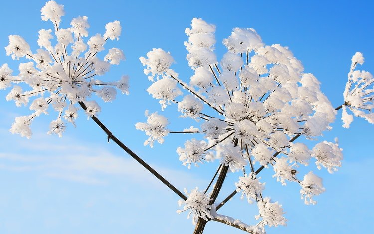 небо, зима, иней, растение, укроп, зонтики, the sky, winter, frost, plant, dill, umbrellas