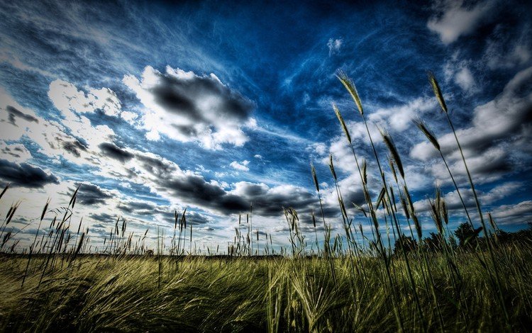 небо, трава, облака, вечер, горизонт, луг, колосья, the sky, grass, clouds, the evening, horizon, meadow, ears