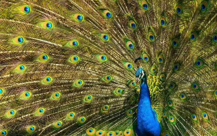 узор, птица, павлин, перья, хвост, оперение, pattern, bird, peacock, feathers, tail