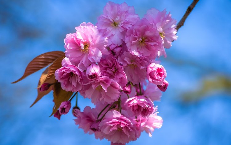 небо, цветы, ветка, цветение, лепестки, весна, вишня, сакура, the sky, flowers, branch, flowering, petals, spring, cherry, sakura