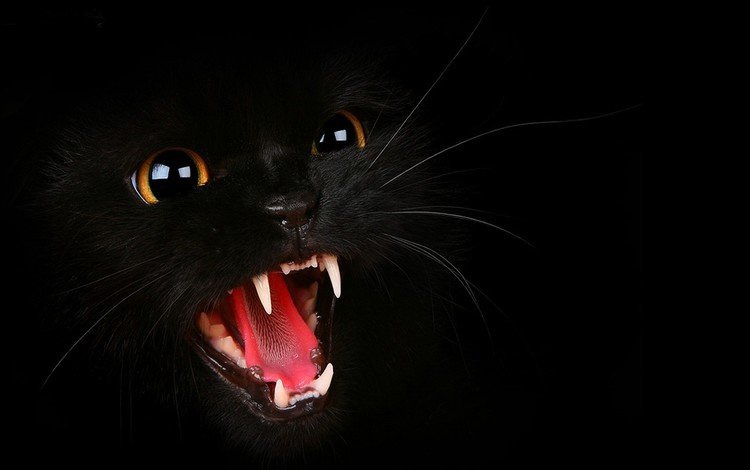 глаза, морда, фон, кот, усы, кошка, взгляд, черный, зубы, teeth, eyes, face, background, cat, mustache, look, black
