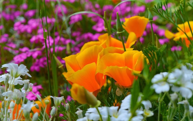 цветы, весна, эшшольция, калифорнийский мак, ясколка, flowers, spring, escholzia, california poppy, cerastium