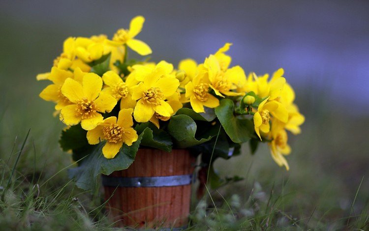 цветы, трава, лепестки, горшок, желтые цветы, калужница, калюжница, flowers, grass, petals, pot, yellow flowers, marigold, kaluzhnitsa