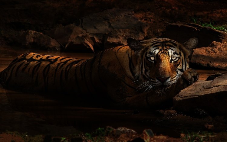 тигр, лежит, глаза, купание, морда, зоопарк, ночь, темно, грязь, камни, взгляд, водоем, tiger, lies, eyes, bathing, face, zoo, night, dark, dirt, stones, look, pond