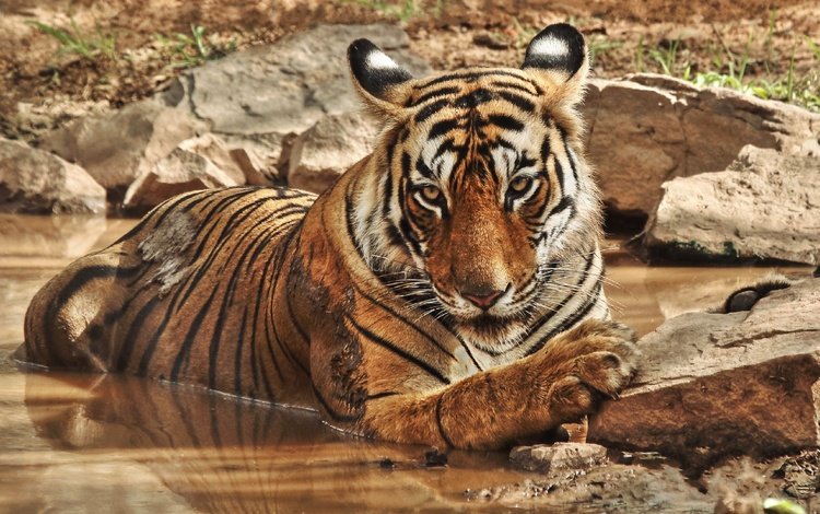 тигр, природа, камни, водоем, дикие кошки, зоопарк, большие кошки, tiger, nature, stones, pond, wild cats, zoo, big cats