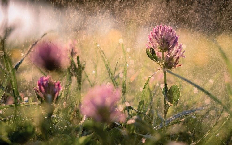 цветы, трава, клевер, лето, размытость, дождь, flowers, grass, clover, summer, blur, rain