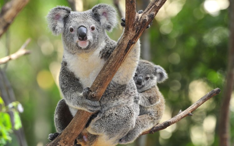дерево, детеныш, коала, коалы, tree, cub, koala, koalas