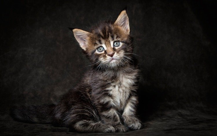 кот, мордочка, усы, кошка, взгляд, котенок, мейн-кун, cat, muzzle, mustache, look, kitty, maine coon