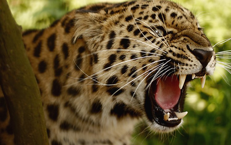 леопард, клыки, хищник, большая кошка, оскал, угроза, leopard, fangs, predator, big cat, grin, the threat