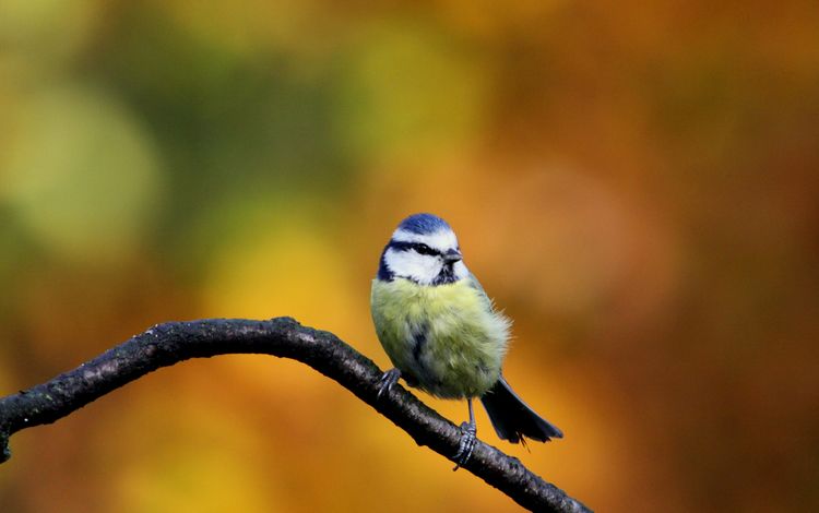 осень, птица, синица, autumn, bird, tit