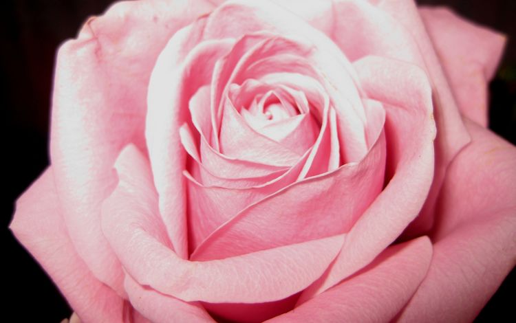 цветение, цветок, роза, лепестки, розовый, flowering, flower, rose, petals, pink
