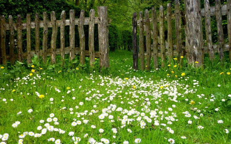 цветы, трава, природа, забор, ромашки, одуванчики, лужайка, flowers, grass, nature, the fence, chamomile, dandelions, lawn