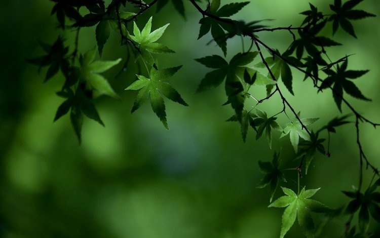 зелень, листья, ветки, размытость, клен, greens, leaves, branches, blur, maple