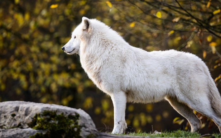 природа, полярный, листья, арктический волк, ветки, арктический, осень, белый, профиль, камень, волк, nature, polar, leaves, arctic wolf, arctic, branches, autumn, white, profile, stone, wolf