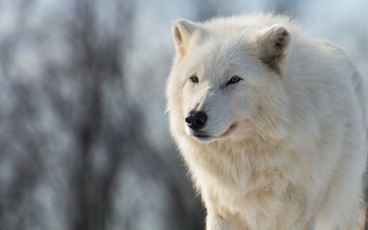 морда, волк, природа, полярный, зима, арктический волк, арктический, животные, ветки, взгляд, белый, голубой фон, face, wolf, nature, polar, arctic wolf, winter, arctic, animals, branches, look, white, blue background