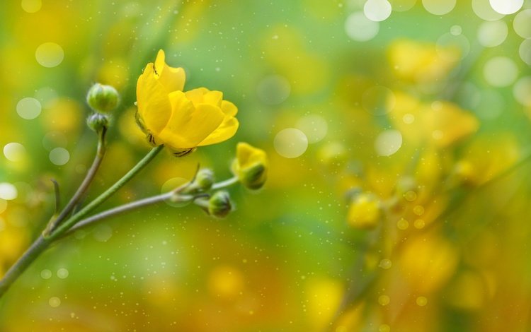 бутоны, лепестки, боке, лютик, желтый цветок, buds, petals, bokeh, buttercup, yellow flower