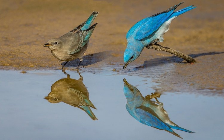 отражение, птицы, клюв, пара, перья, голубая сиалия, reflection, birds, beak, pair, feathers, blue sialia