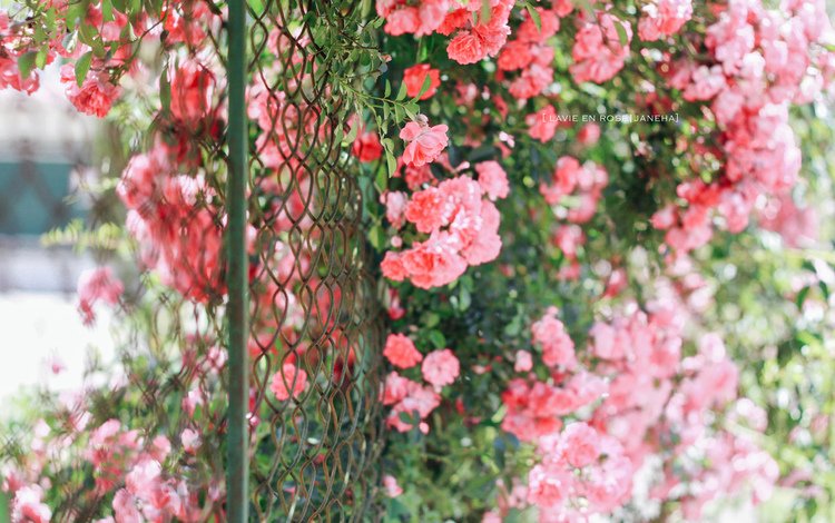 цветы, розы, забор, сад, сетка, куст, jane ha, flowers, roses, the fence, garden, mesh, bush