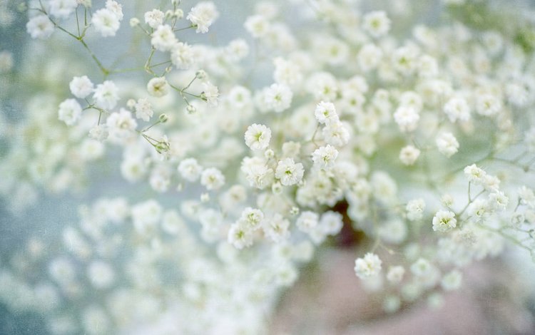 цветы, размытость, белые цветы, гипсофила, flowers, blur, white flowers, gypsophila