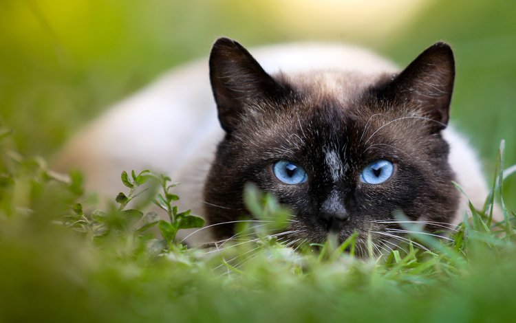 глаза, фон, кот, мордочка, усы, кошка, взгляд, сиамская кошка, eyes, background, cat, muzzle, mustache, look, siamese cat