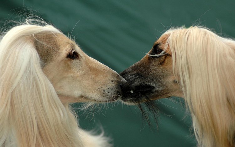 поцелуй, собаки, афган, афганская борзая, kiss, dogs, afgan, the afghan hound