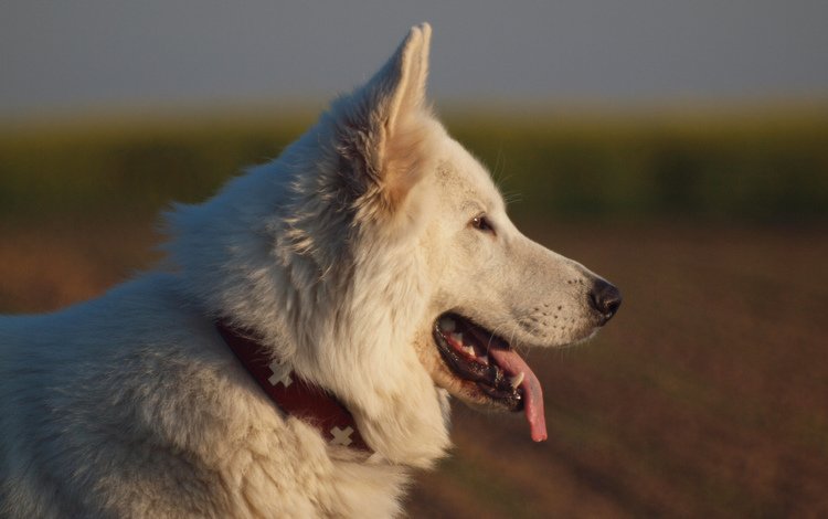 собака, профиль, язык, белая швейцарская овчарка, dog, profile, language, the white swiss shepherd dog