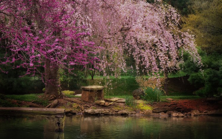 река, природа, дерево, парк, весна, скамейка, пруд, сакура, river, nature, tree, park, spring, bench, pond, sakura