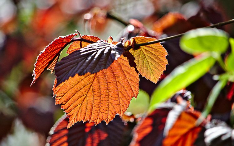 ветка, листья, макро, осень, branch, leaves, macro, autumn