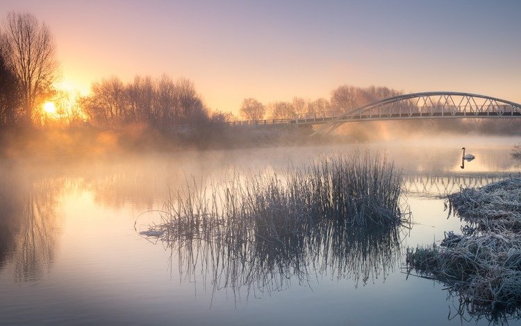 река, природа, пейзаж, утро, туман, мост, птица, лебедь, river, nature, landscape, morning, fog, bridge, bird, swan