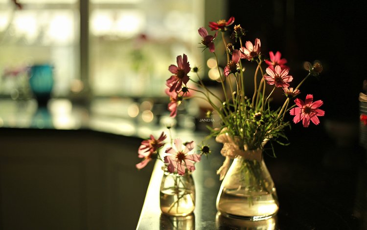 цветы, ваза, космея, flowers, vase, kosmeya