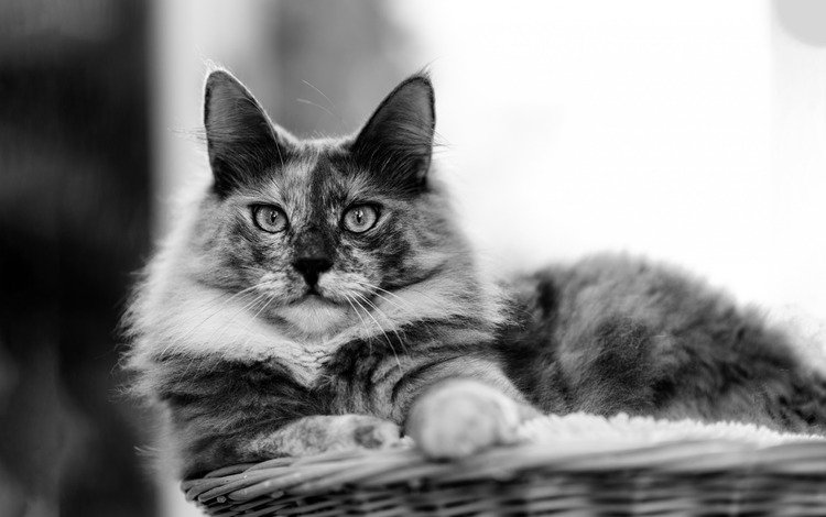 кот, мордочка, усы, кошка, взгляд, чёрно-белое, cat, muzzle, mustache, look, black and white