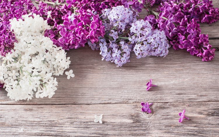 цветы, весна, сирень, деревянная поверхность, flowers, spring, lilac, wooden surface